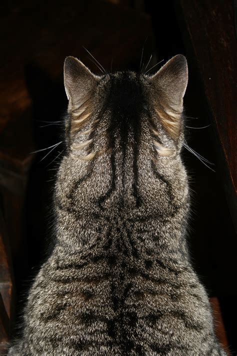무료 이미지 착한 애 닫다 코 구레나룻 뒤로 머리 움직임 척골가 있는 국내 고양이 고양이 귀 고양이 모피