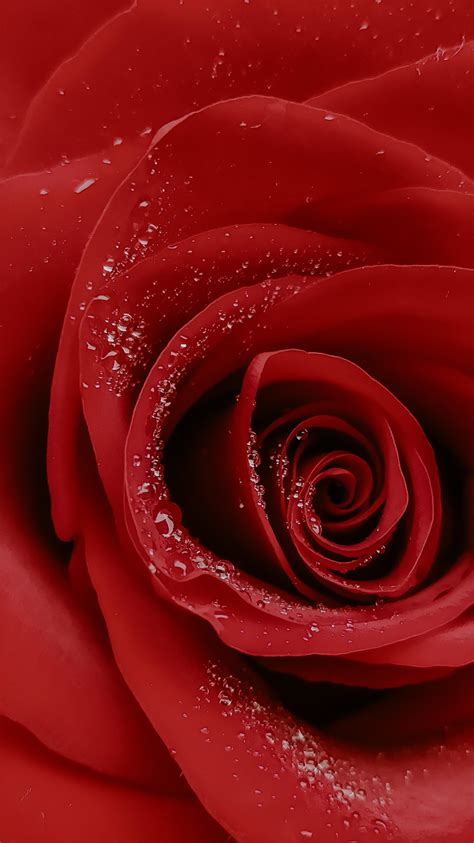 Rose Flower Wallpaper In Full Hd Best Flower Site