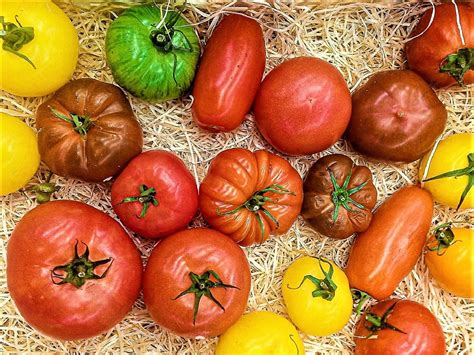 Origin Of Tomatoes The Ancient American Plant And Its Culinary