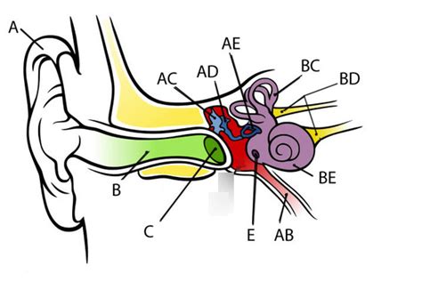 Ear Anatomy Labeling Diagram Quizlet
