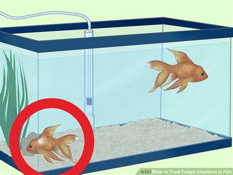 3 Ways To Treat Fungal Infections In Fish Wikihow