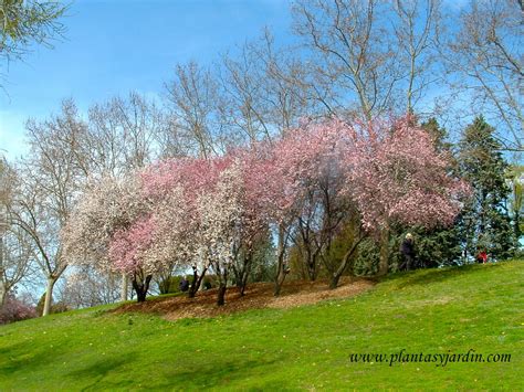 Guía De Árboles Ornamentales Con Flores Atractivas