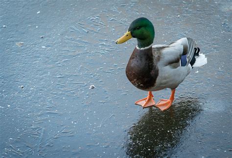 Free Images Nature Snow Cold Winter Lake Frost Pond Wildlife