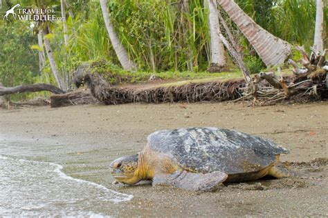 See full list on petmd.com Slapped by a Sea Turtle (a Conservation Vacation in Costa ...