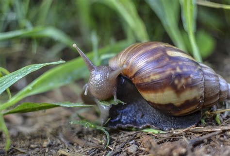 A Little Snail Chewing His Way Through A Meal Of Grass 4165 X 2822