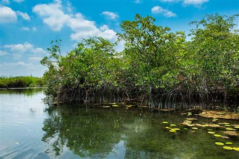 A Forgotten Mangrove Forest Around Remote Inland Lagoons In Mexicos