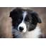 Border Collie Pictures