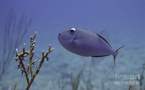 Blue Triggerfish Photograph By Brian Ardel