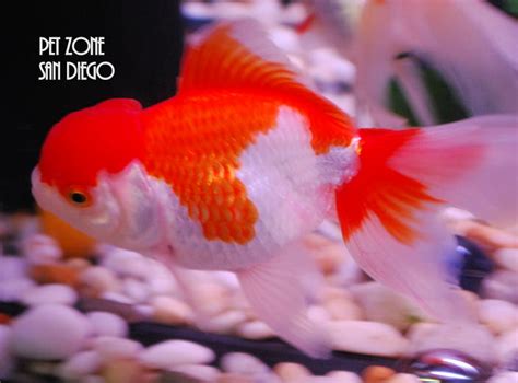 Fancy Goldfish For Sale Oranda Goldfish