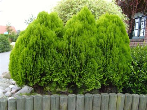 Bushes synonyms, bushes pronunciation, bushes translation, english dictionary definition of bushes. Free picture: hedge, bush, plant