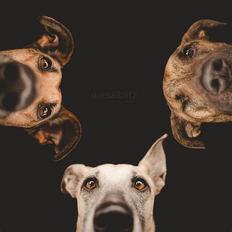 New Expressive Dog Portraits By Elke Vogelsang Bored Panda