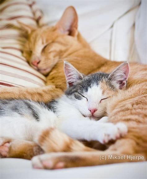 Cute Cats Sleeping Nicely Cat Sleeping Cute Cats Cats