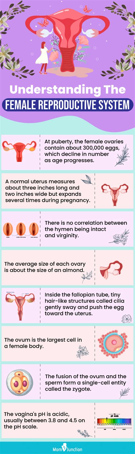 Female Reproductive System Its Parts Functions And Facts