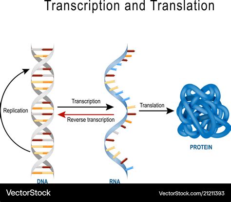 Dna Replication Protein Synthesis Transcription Vector Image