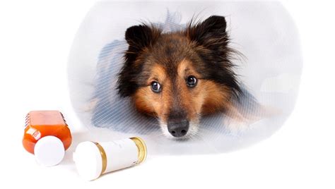 Can I Give My Dog Aspirin Is Aspirin Safe For Dogs Dogtime