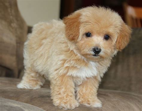 full grown teacup maltipoo maltipoo puppy puppies cute dogs