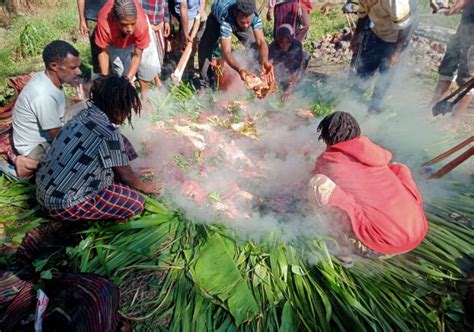 Tradisi Bakar Batu Di Lembah Baliem Perayaan Iduladha Di Jayawijaya