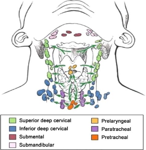 The Lymphatic Drainage Of The Thyroid Gland Is Extensive And Flows In A Download Scientific