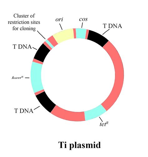 Plasmid Vector Diagram