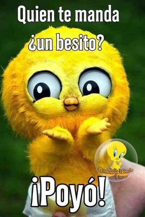 Pin By Nitza I Marin On Amor Y Pensamientos Funny Spanish Memes Good Morning Greetings Cat