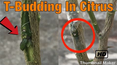 Check spelling or type a new query. Grafting Citrus Trees - Grafting Fruits Trees by T-budding ...