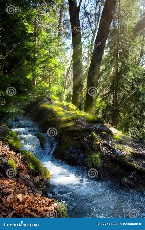 Stream With A Waterfall In The Middle Of A Dense Forest Royalty Free