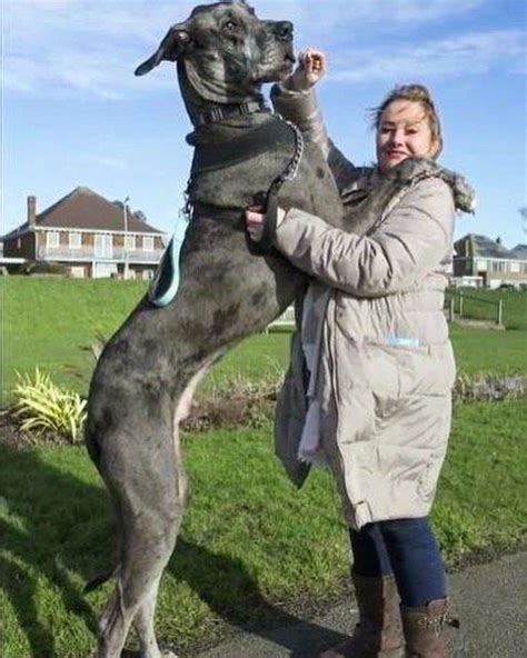 The Tallest Dog In The World Is Bigger Than The Average