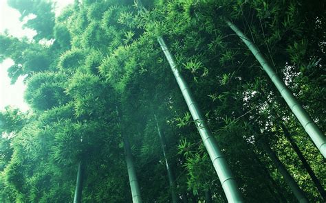 Wallpaper Sunlight Landscape Nature Branch Green Jungle Bamboo