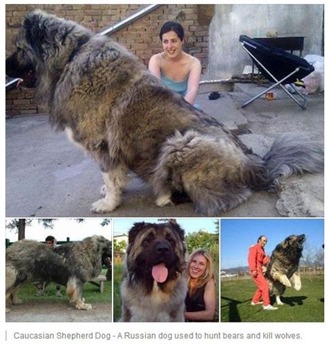 Caucasian Shepherd Dog A Russian Dog Used To Hunt Bears And Kill