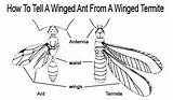 Termite Vs Winged Ant Pictures