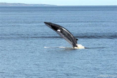 Full-Day Whale Watching Cruise from Quebec City 2021