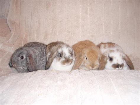 For Sale Baby Rabbits