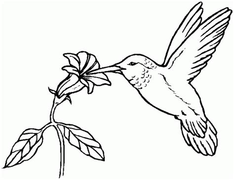 Bird online coloring pages | page 2. Hummingbird Pictures To Print - Coloring Home
