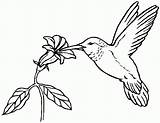 Hummingbird Coloring Print Pages Animal Popular sketch template