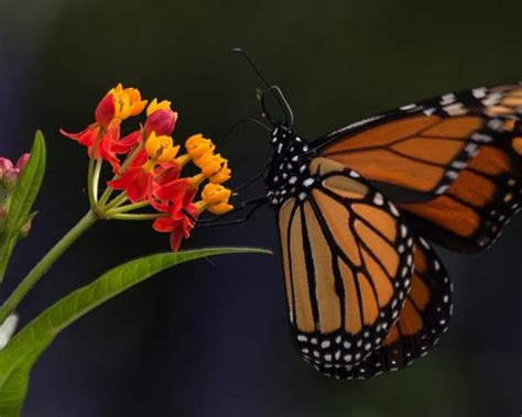 Gardening For Butterflies Chicago Botanic Garden