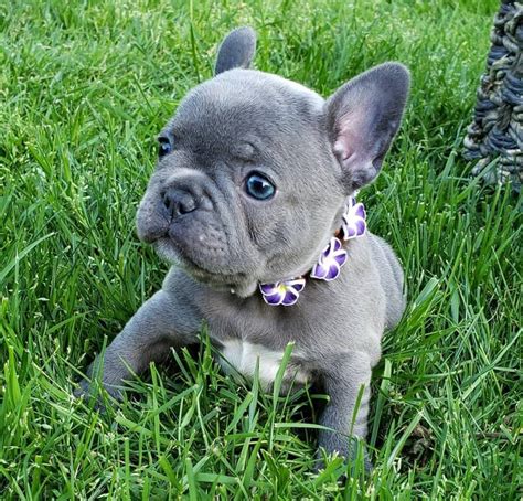 French Bulldog Akc French Bulldog Puppies Now Available Dogs For
