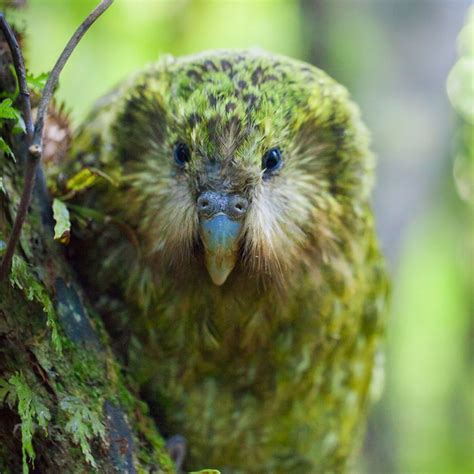 Featured Creature Kakapo Blog Nature Pbs