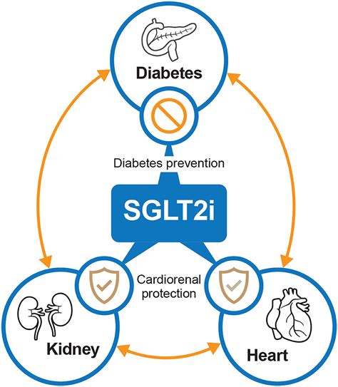 Frontiers Is There A Diabeteskidneyheart Continuum Perspectives