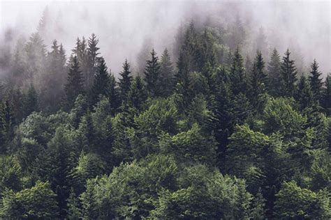 Misty Forest Different Types Of Forests In World
