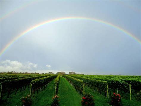 Rainbow Over Wölffer Estate Vineyard Sagaponack Ny Lucky Vines
