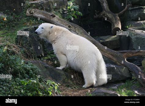 Mature Female Polar Bear Ursus Maritimus Scaling A Rocky Ridge Stock