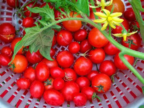 Maybe you would like to learn more about one of these? Tell Me A Story: CHERRY TOMATOES, Fruit or Vegetable?