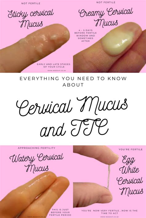 The Best 10 Cervical Mucus In Early Pregnancy Vs Before Period