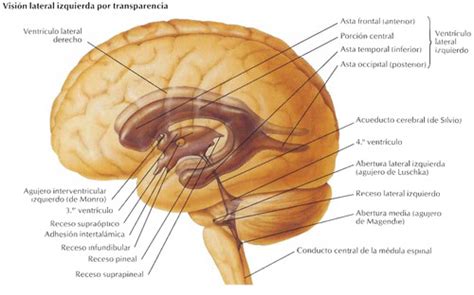 Inspirar Maravilloso Cantina Anatomia De Los Ventriculos Cerebrales