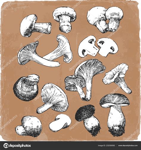 Hand Drawn Illustration Mushrooms Vector Stock Vector Image By