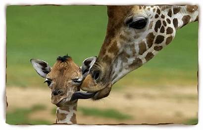 Giraffe Giraffes Facts Animal Animals Myths Things