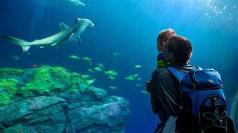 Point Defiance Zoo And Aquariums New Pacific Seas Is Ultra Kid Friendly