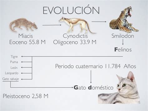 Trabajo Biología Gatos