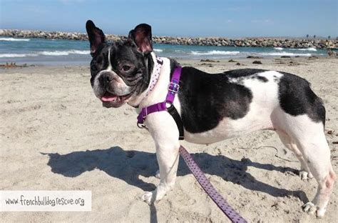Two dogs were rescued from a house fire after one of the french bulldogs started it by jumping on a cooker. French Bulldog Rescue Network a Nonprofit Corporation ...