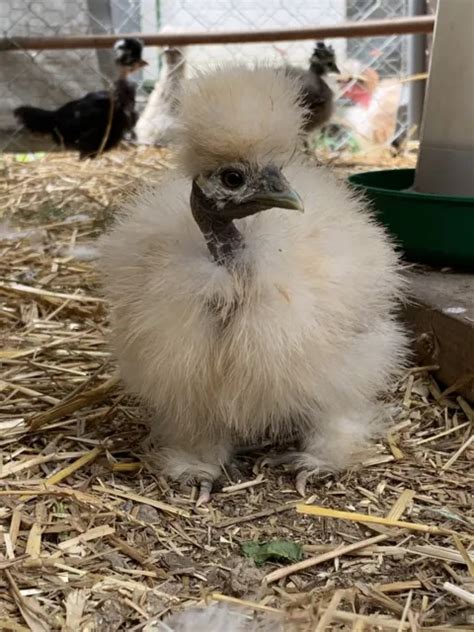 Free Fertile Silkie Showgirl Frizzle X Sizzle Bearded And